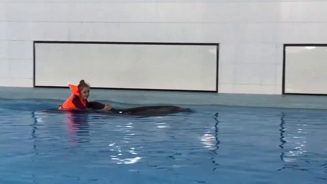 Плавание с дельфином - непередаваемые эмоции даже для наблюдающих)) смотреть онлайн