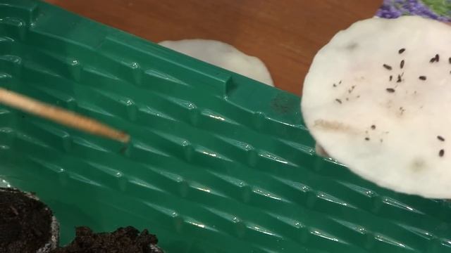 Лаванда - посев в таблетки смотреть онлайн