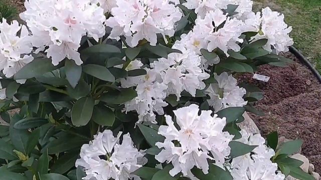 Рододендроны Cunningham's White и Goldbukett. смотреть онлайн