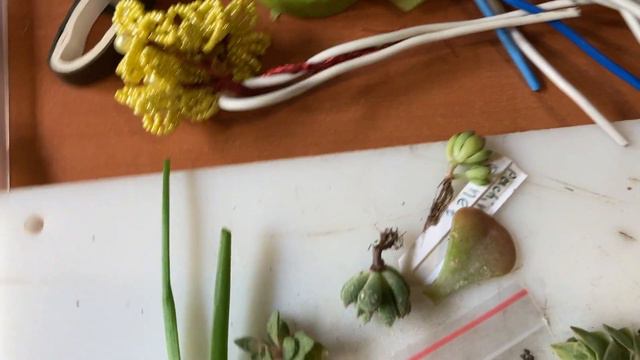 Посылка-подарок из Дагестана! смотреть онлайн