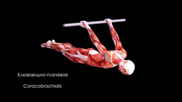 Биомеханика и анатомия виса сзади biomechanics and anatomy of back lever смотреть онлайн