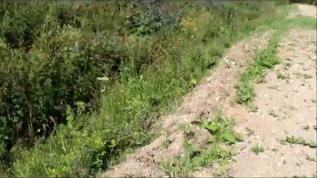 Страна Грёз на даче или настоящий таксячий отпуск смотреть онлайн