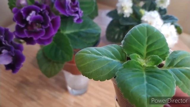 ГЛОКСИНИИ ,КАК СЕБЯ ЧУВСТВУЮТ НА ФИТИЛЬНОМ ПОЛИВЕ смотреть онлайн