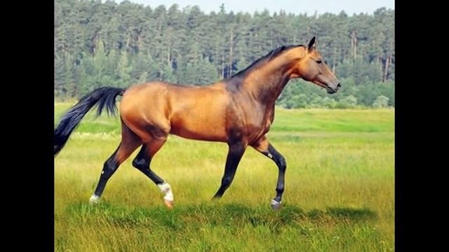 Интересные породы лошадей. смотреть онлайн