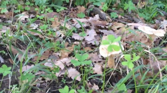 Clitocybe geotropa смотреть онлайн
