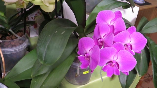Новинка от Олега и мои прекрасные орхидеи!!!! смотреть онлайн