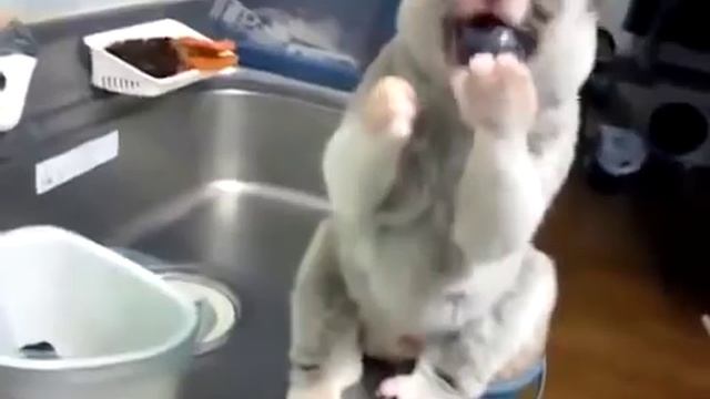 Медленный лемур ест виноград смотреть онлайн