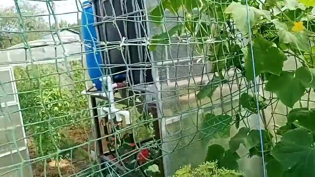 Сетка для огурцов в теплице, ЧАСТЬ №3. смотреть онлайн