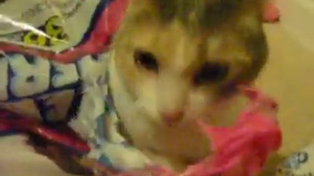 Munchkin cat Chiyo & Chopper 8 смотреть онлайн