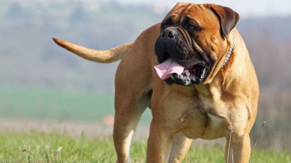 Cane Corso vs Bullmastiff: The Ultimate Dog Showdown!