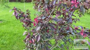 ЯБЛОНЯ ДЕКОРАТИВНАЯ РОЯЛТИ В МОЕМ САДУ