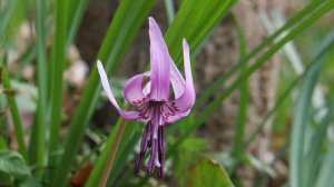 Кандык - посадка и уход, пересадка, способы размножения