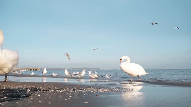 Зажигательные песни Аж до мурашек Остановись постой Сергей Грищук! Самая красивая музыка до слез смотреть онлайн