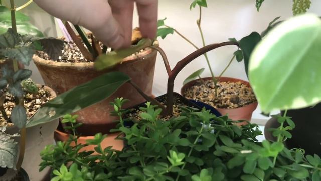 Part 2: Houseplant Tour 2019 | 220+ Plants | Bedroom & Bathroom смотреть онлайн