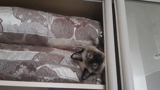 Кто в домике живет? Тайский кот! Thai cats. смотреть онлайн