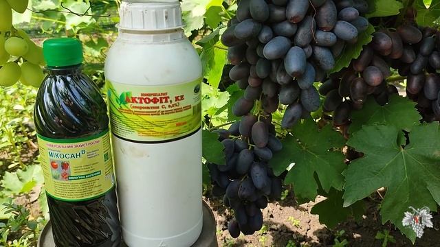 Чем обрабатывать виноград в период созревания ягод смотреть онлайн