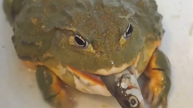 Кормление лягушки водоноса. African Bullfrogs eating. смотреть онлайн