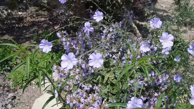 【庭作り⑲】いっぱい咲いた!🌺花の紹介、新しく植えた29種の宿根草、樹木🌳Make A Flower Garden In The Rice Field⑲ Many Flowers Bloomed🌹🌼