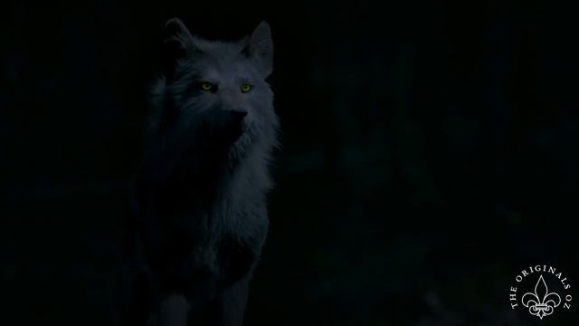 The Originals 5x12 Hope turn into a wolf. The Hollow is put into Klaus смотреть онлайн