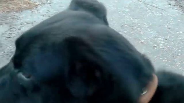 Опыт охранной собаки приобретается в работе! ( 2 часть ) смотреть онлайн