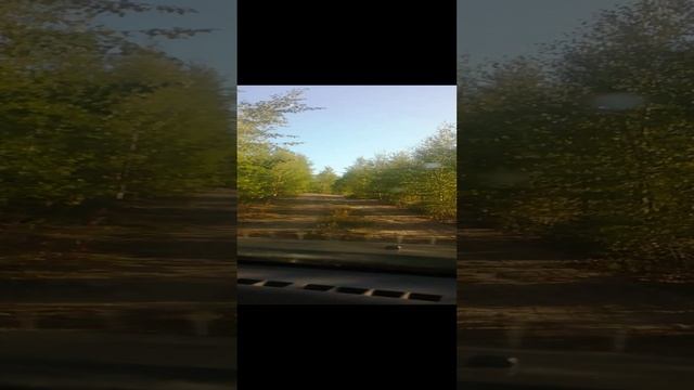 ЕДИМ ПО КАКОЙ ТО ЗАБРОШЕННОЙ ДОРОГЕ ГДЕ ТО В ЛЕСУ