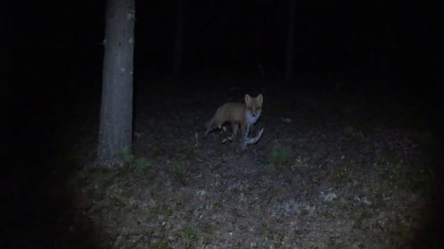 Осенняя рыбалка в окрестностях Тарко-Сале. смотреть онлайн