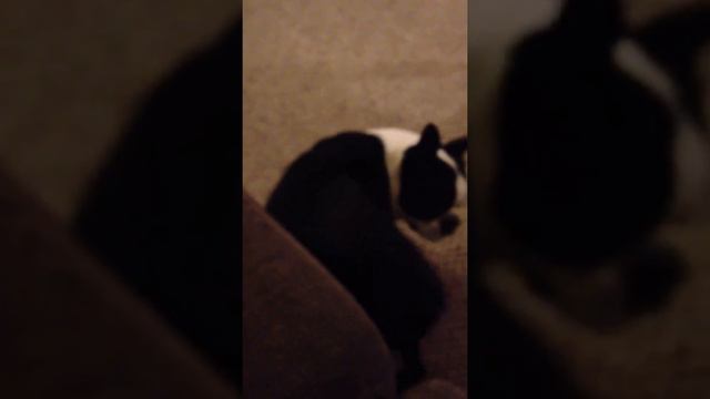 Spanky Can't Catch His Tail