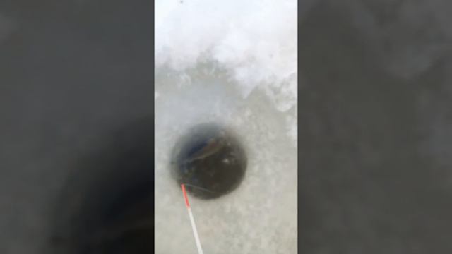 Учинское водохранилище смотреть онлайн
