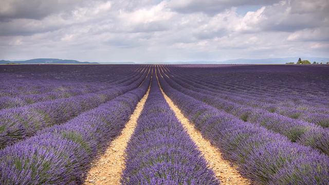 Lavender as Calming, Promote Sense of Wellness смотреть онлайн