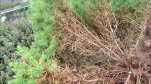 Стрижка канадской карликовой ели "Коника"