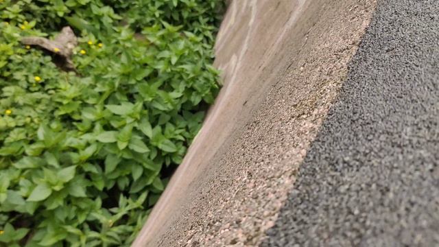 зоопарк Калининграда(5) смотреть онлайн