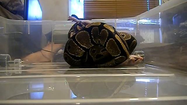 Ball Python Snake Feeding clip 1 of 4 смотреть онлайн