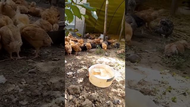 венгерские цыплята цветной бройлер смотреть онлайн