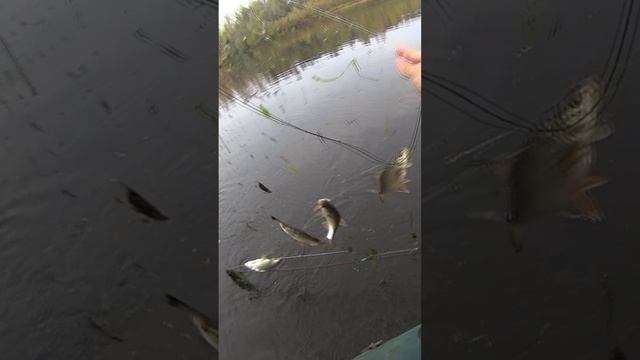 рыбалка с лодки на косынку! косынка под кошель! отличный улов! #shorts смотреть онлайн