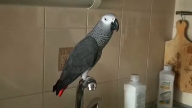 Попугай помогает готовить!Ржач! смотреть онлайн
