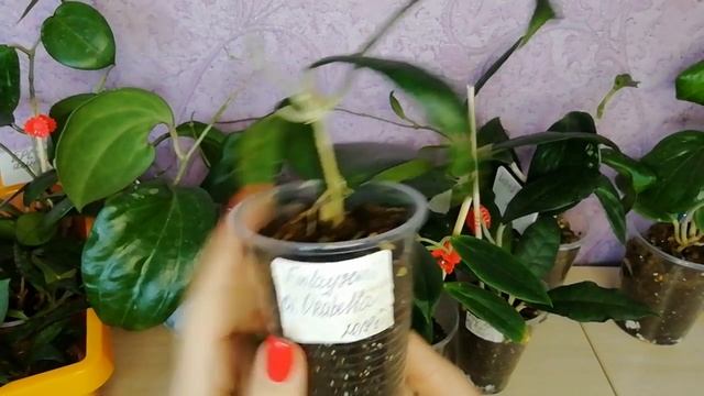 Новые подростки в моей коллекции смотреть онлайн