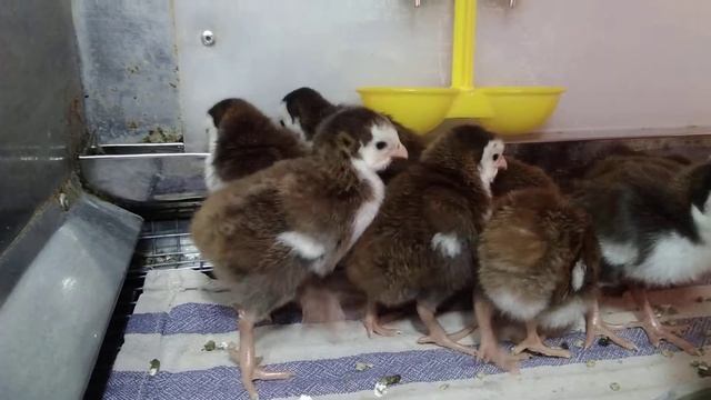 Цыплята #ЦЕСАРКИ порода Загорская белогрудая. Буду их приучать ловить колорадских жуков и мышей ? смотреть онлайн