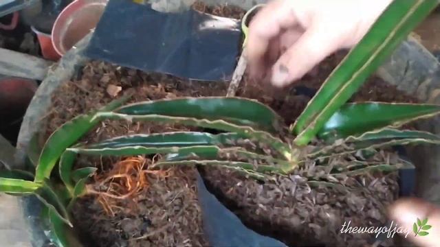 How To Propagate Dwarf Snake Plant / Rehabilitating Dwarf Samurai Sansevieria Motherplant смотреть онлайн