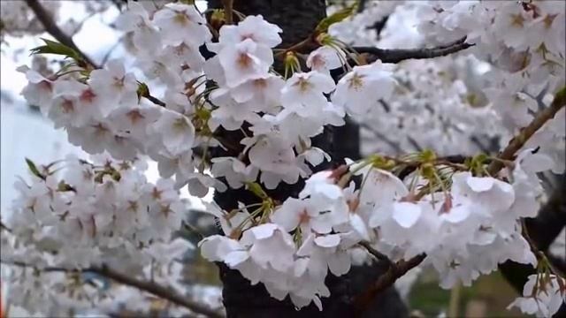 цветущая вишня смотреть онлайн