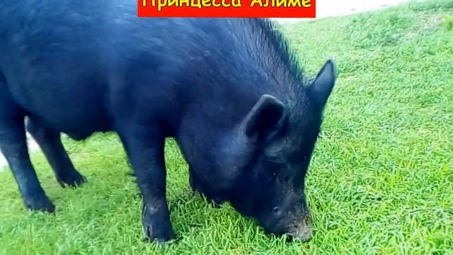 ЧЕРНЫЙ ПОРОСЕНОК смотреть онлайн