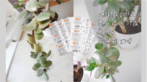 Янтарная кислота для комнатных растений. Результаты!!! Спасаем денежное дерево