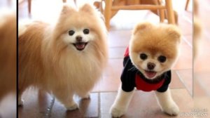 Собачий вальс...