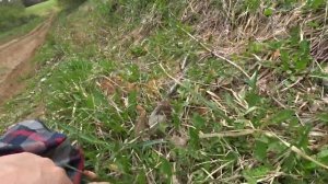 Хвощи (пистики) как отличить съедобные  и несъедобные.