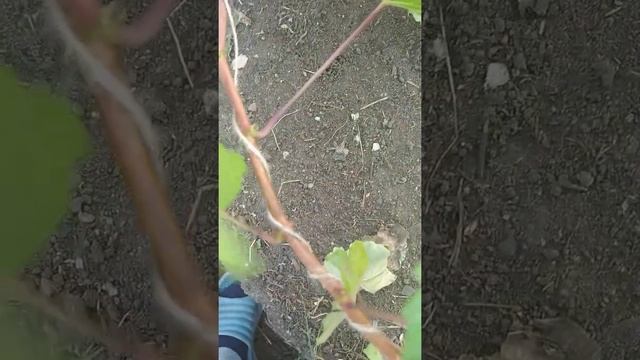 20.09.2021. завершен эксперимент с черенками винограда. сорт чбз. смотреть онлайн