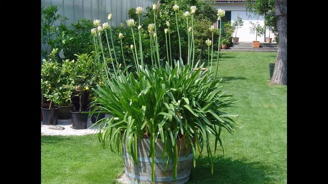 АГАПАНТУС (AGAPANTHUS) сем. Луковые смотреть онлайн