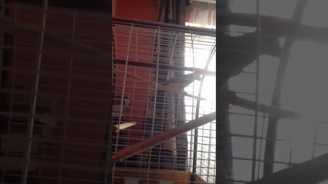 №1 Приручение дикого Жако смотреть онлайн