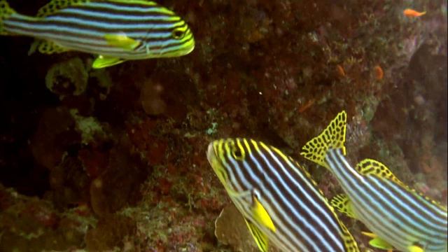 Maldives North Ari Atoll Ellaidhoo 2022 1/3 смотреть онлайн