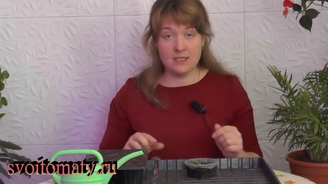 Выращивание примулы из семян смотреть онлайн