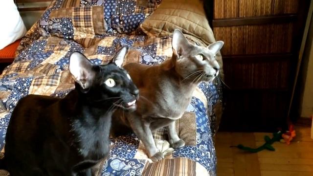 Вызывайте экзорциста смотреть онлайн