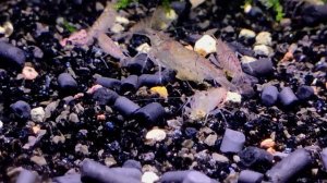 Креветка Амано австралийская / Australian Amano Shrimp